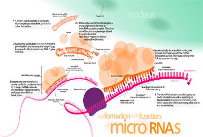 MIRCO – MicroRNA in clinica oncologica
